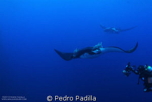 Diving with Big Mantas @ Socorro. I use my nikkon D80 wit... by Pedro Padilla 